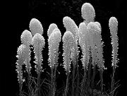 Bear Grass Group 3a b-w